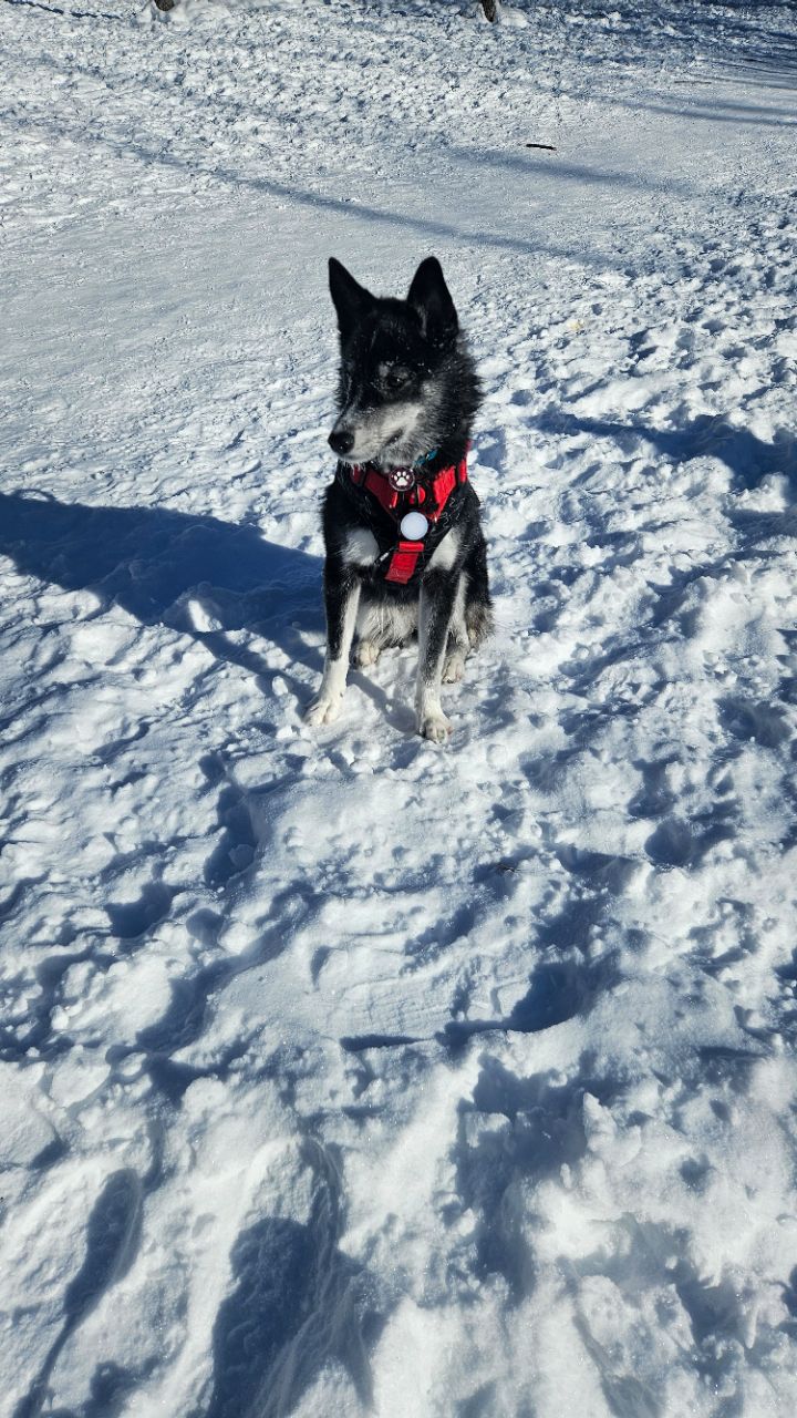 Image of Deer Mound Dog Off Leash Park park in Sherwood Park, Alberta, Canada Image of Deer Mound Dog Off Leash Park park in sherwood-park, alberta, canada