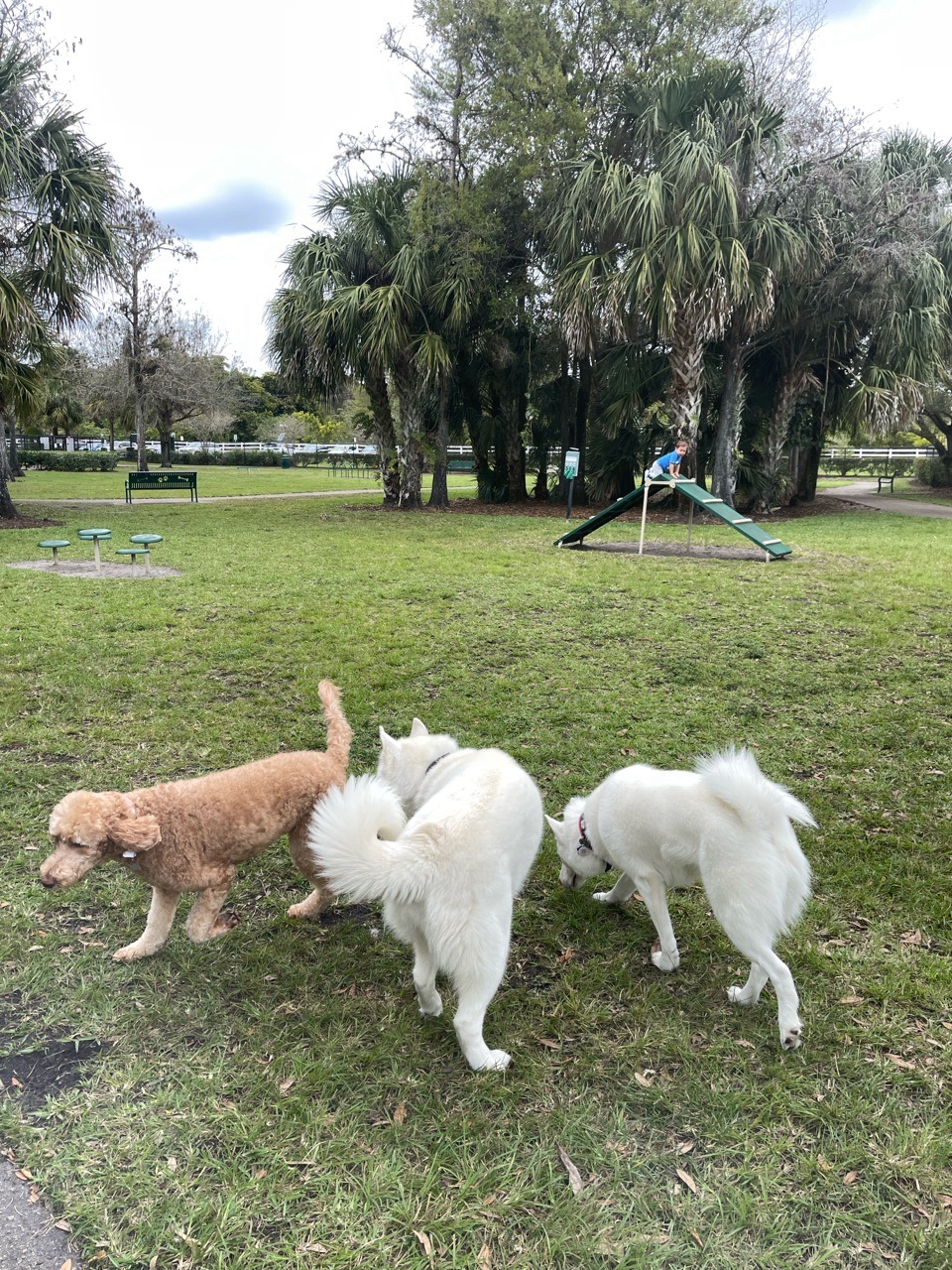 Image of Barkland Dog Park park in Parkland, Florida, United States Image of Barkland Dog Park park in parkland, florida, united-states