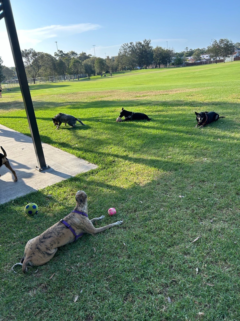 Image of Henley Park Off Leash DOg Area park in Enfield, New South Wales, Australia Image of Henley Park Off Leash DOg Area park in enfield, new-south-wales, australia