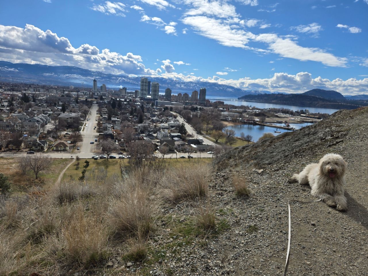 Image of Knox Mountain Dog Park park in Kelowna, British Columbia, Canada Image of Knox Mountain Dog Park park in kelowna, british-columbia, canada