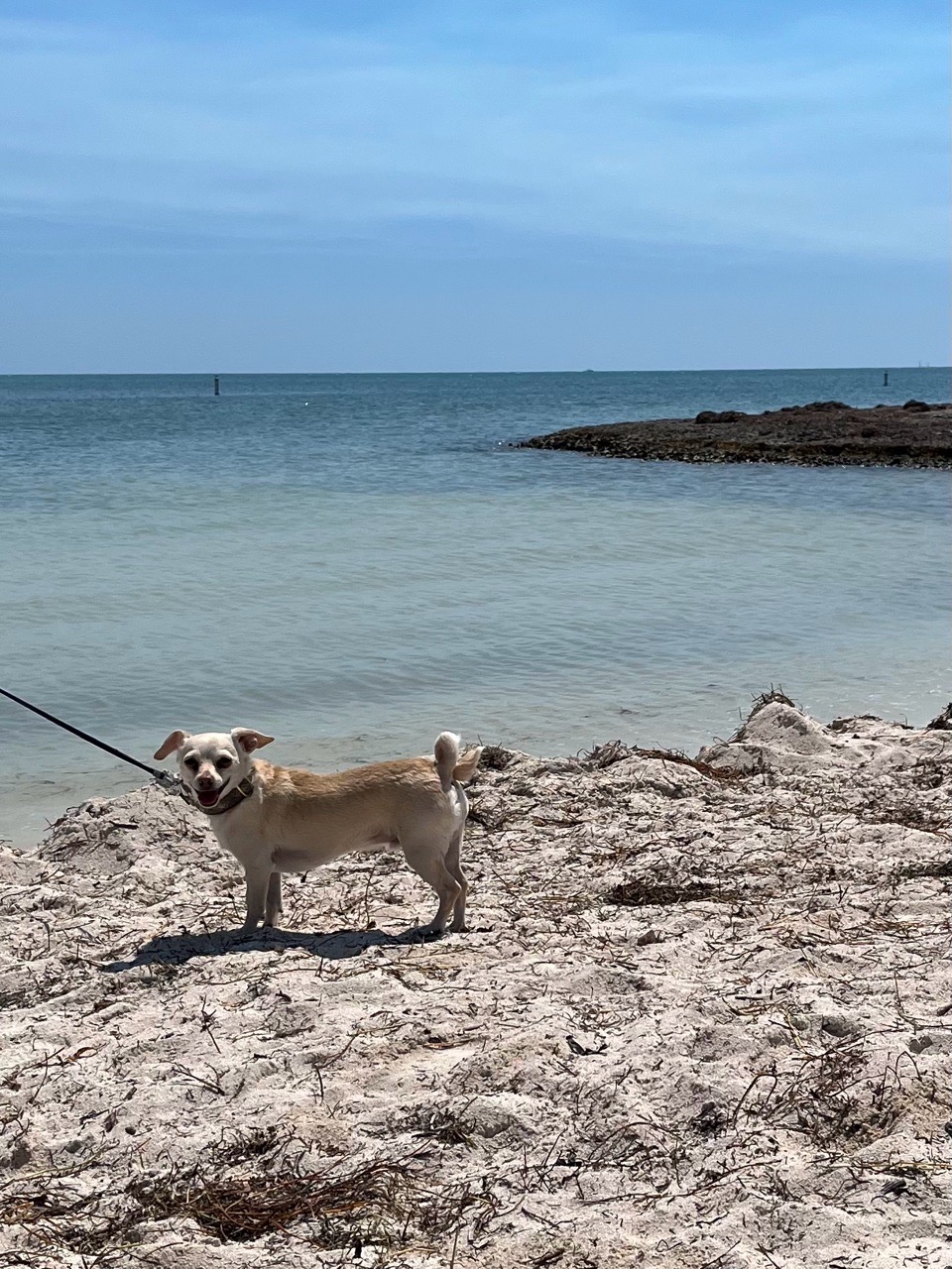 Image of Sombrero Beach park in marathon, florida, united-states