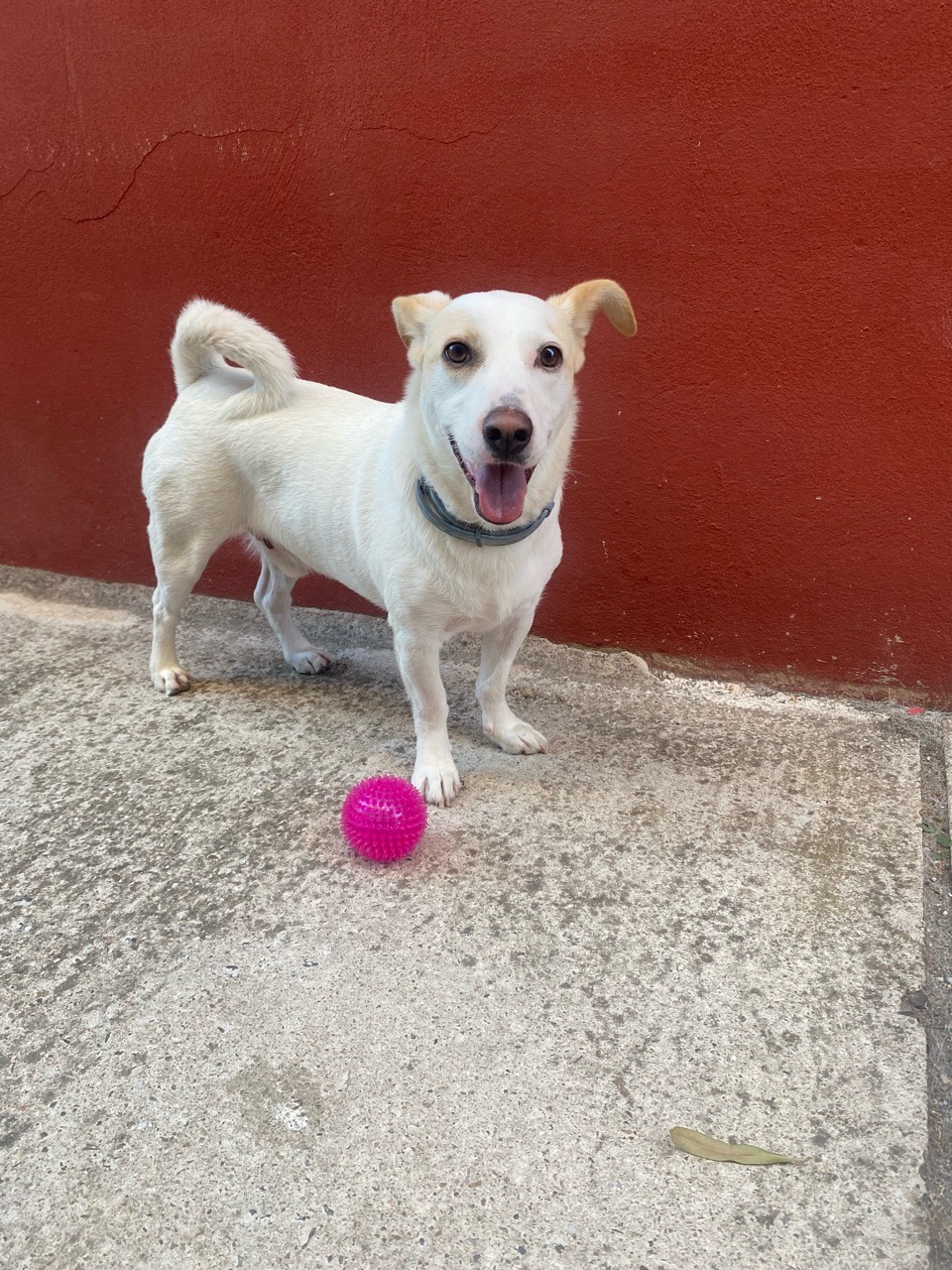 犬園 蜂蜜公園Dog Park in Takahashi | Reviews and Amenities