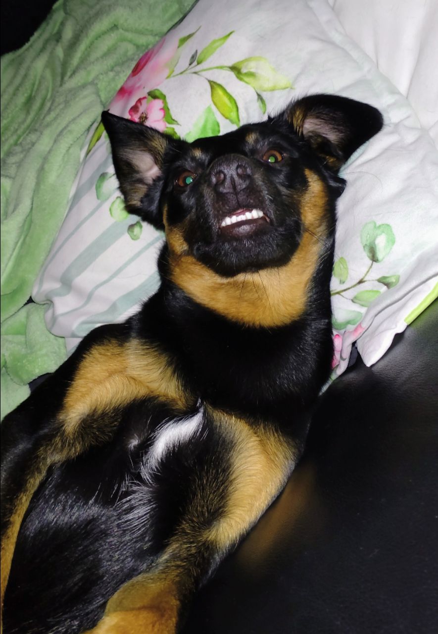 OVER THE DOGS 夕方ガタガタ19 CD オバ犬 OVER THE DOGS 夕方