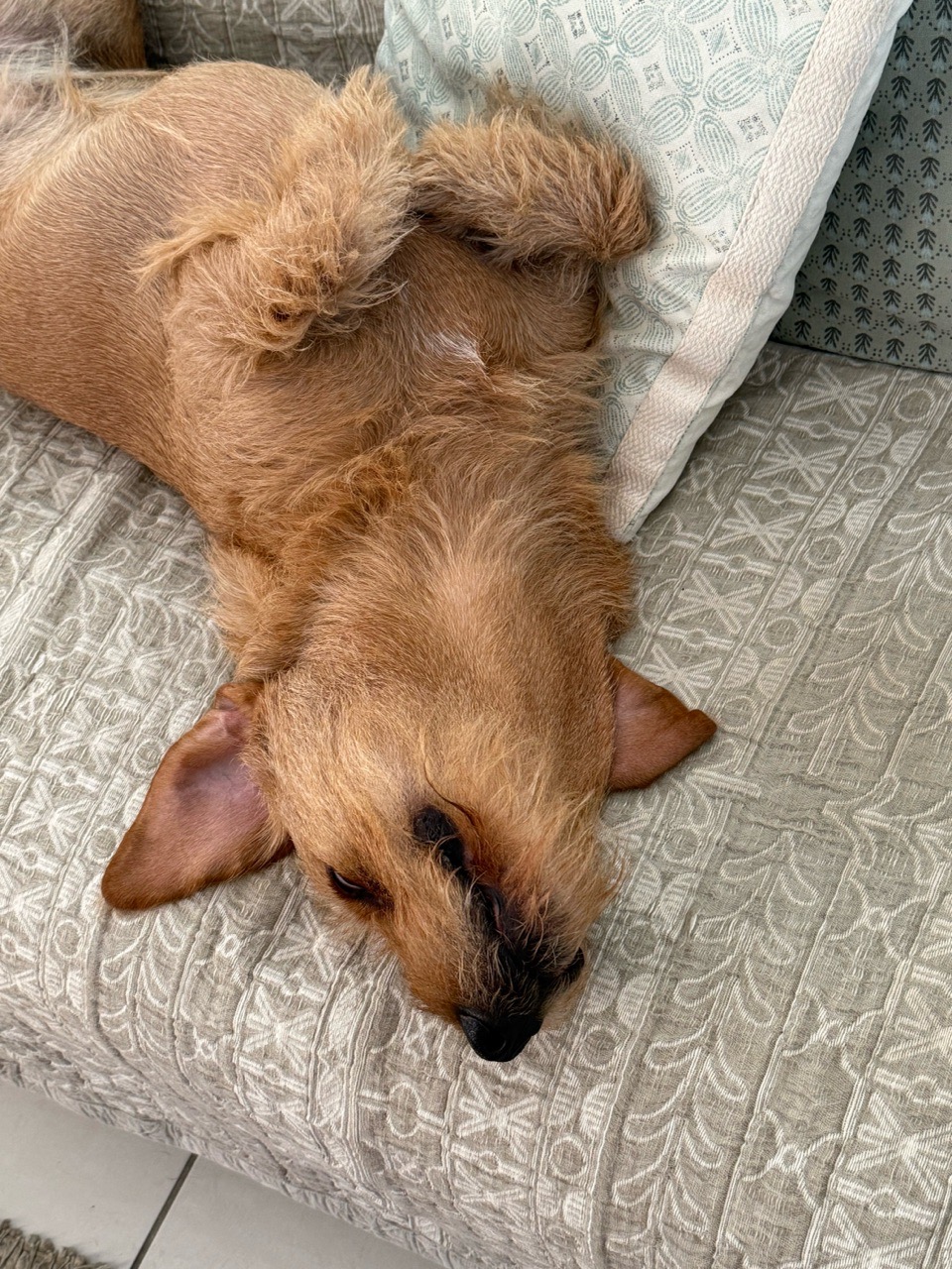 松が丘北児童公園 Dog Park in Otsu | Reviews and Amenities