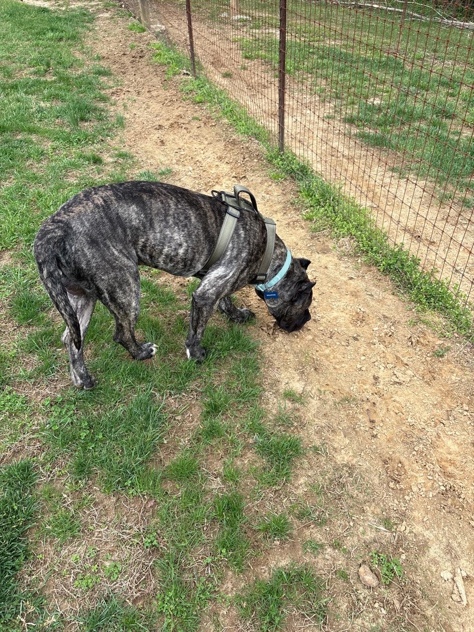 Image of Grays Road Dog Park park in Prince Frederick, Maryland, United States Image of Grays Road Dog Park park in prince-frederick, maryland, united-states