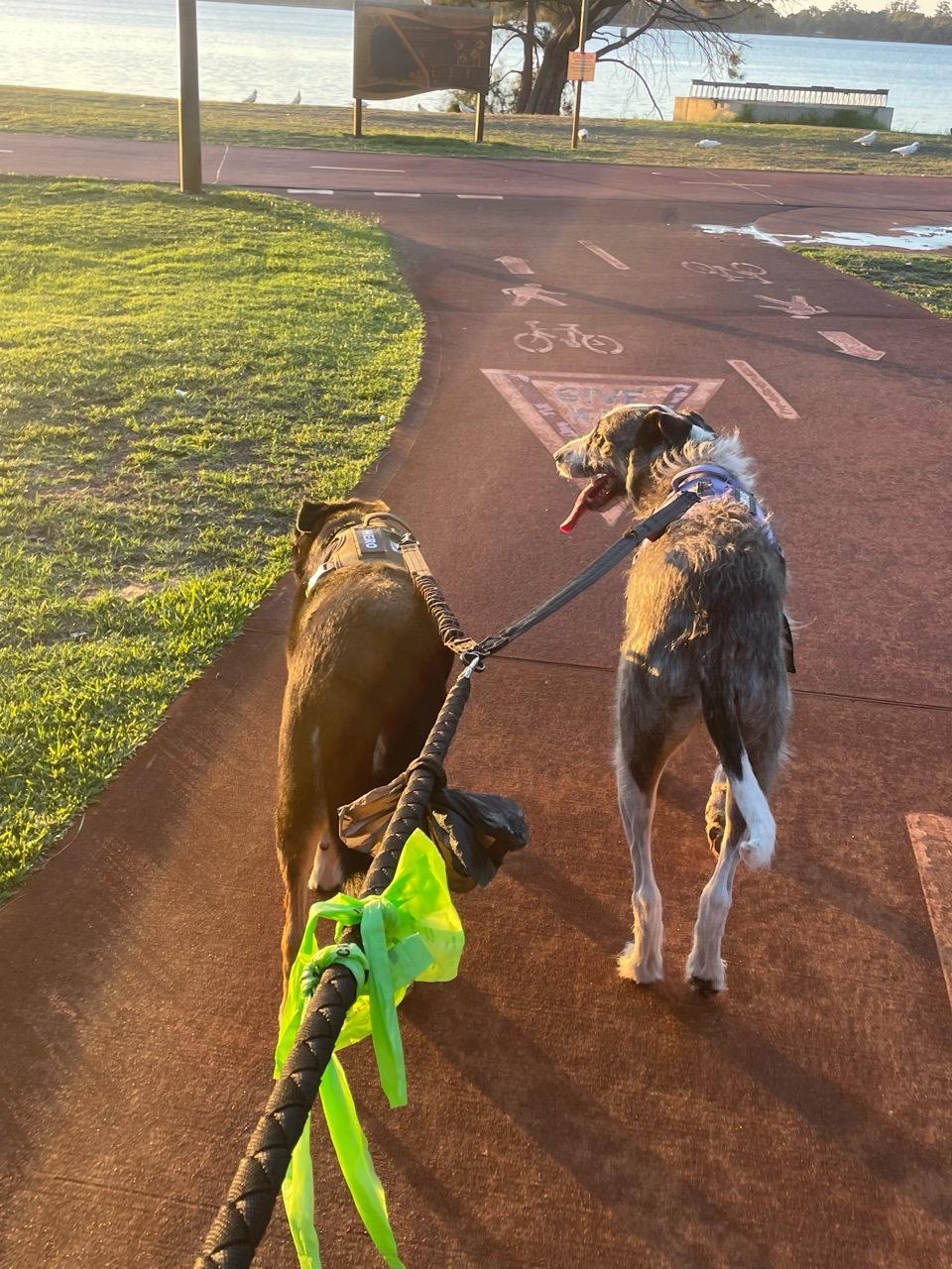 Image of Lake Monger Dog Park park in Town of Cambridge, Western Australia, Australia Image of Lake Monger Dog Park park in town-of-cambridge, western-australia, australia
