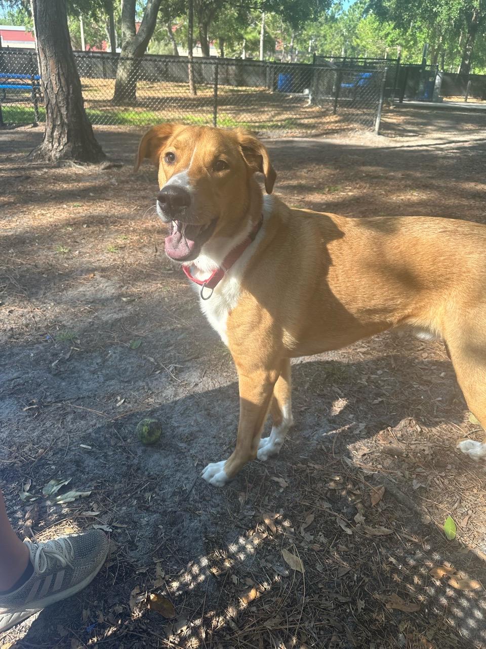 Image of New Tampa Rotary Dog Park park in Tampa, Florida, United States Image of New Tampa Rotary Dog Park park in tampa, florida, united-states