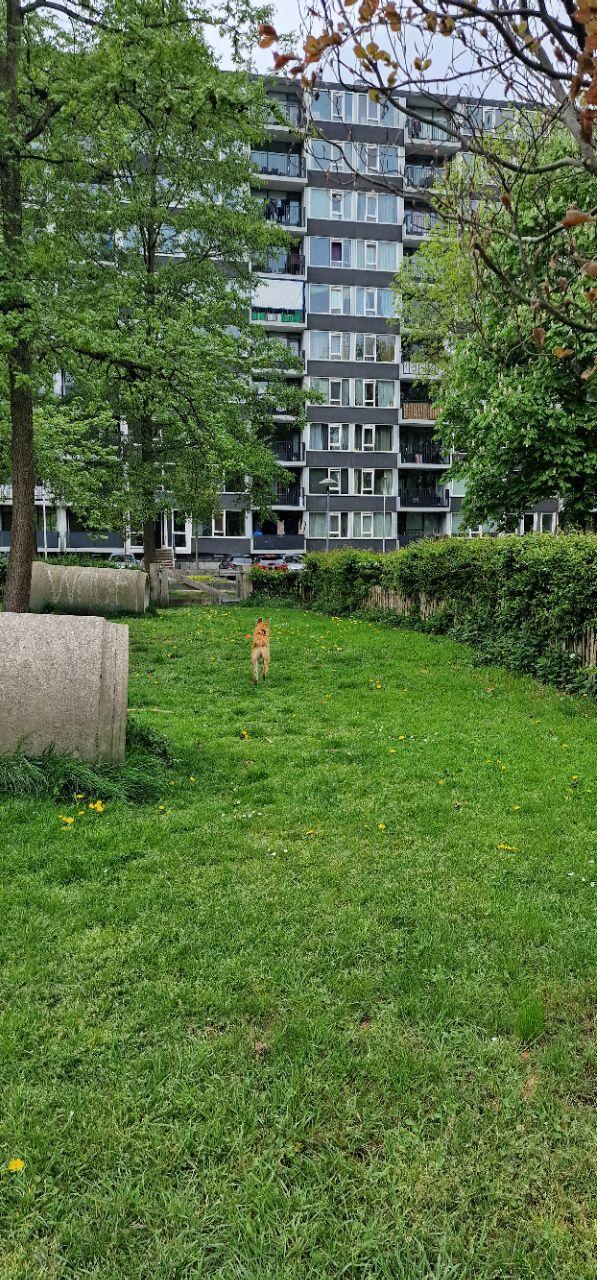 Image of Hondenspeelweide Dribbel park in Utrecht, Utrecht, Netherlands Image of Hondenspeelweide Dribbel park in utrecht, utrecht, netherlands