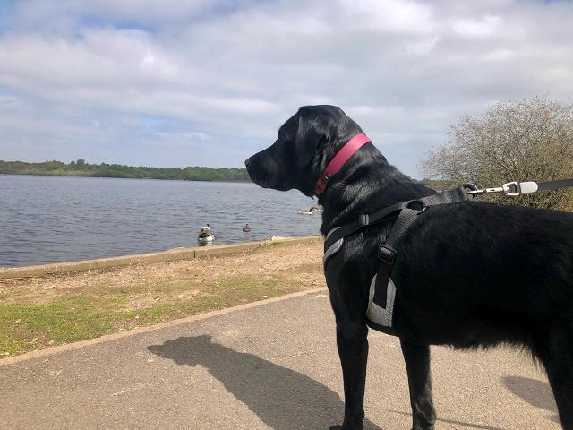 Image of Chasewater Country Park park in Burntwood, England, United Kingdom Image of Chasewater Country Park park in burntwood, england, united-kingdom