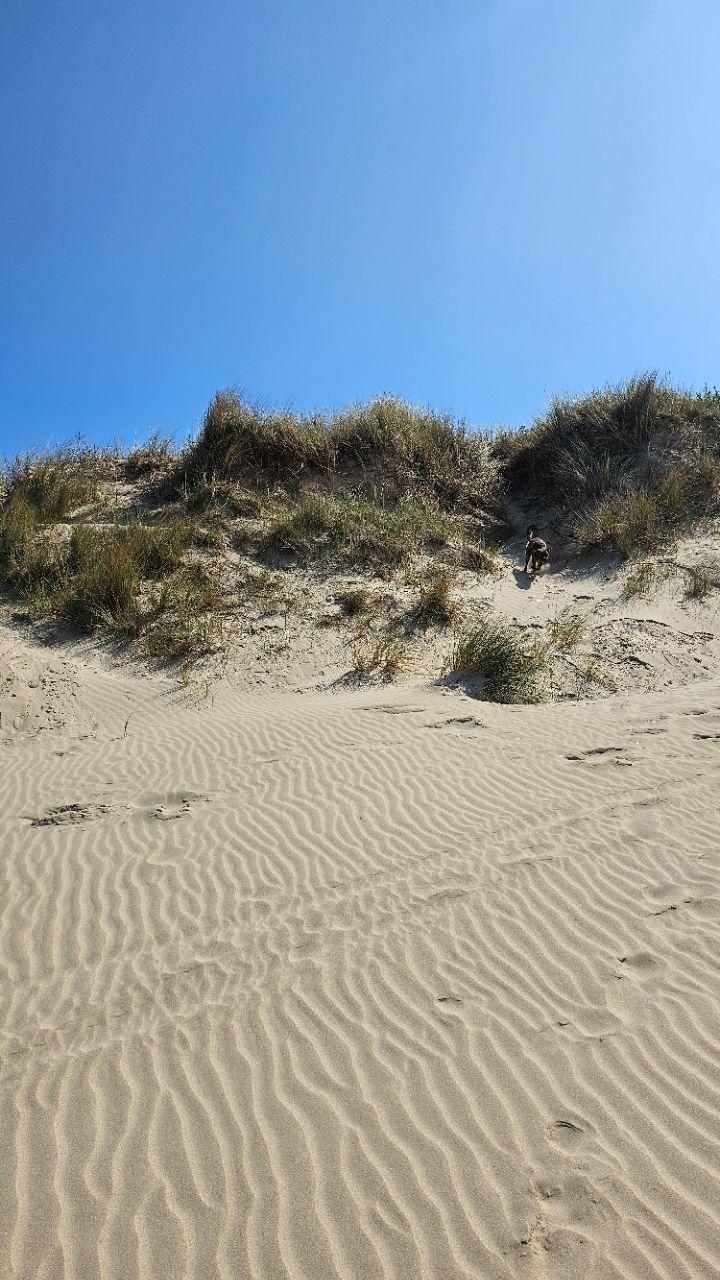 Image of Plage de Zuydcoote park in Zuydcoote, Hauts-de-France, France Image of Plage de Zuydcoote park in zuydcoote, hauts-de-france, france