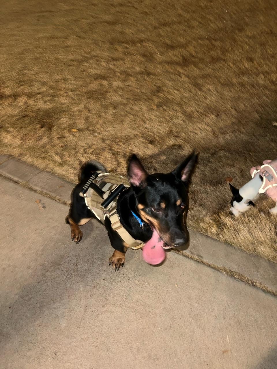 Image of Surprise Dog Park 2 park in Surprise, Arizona, United States Image of Surprise Dog Park 2 park in surprise, arizona, united-states
