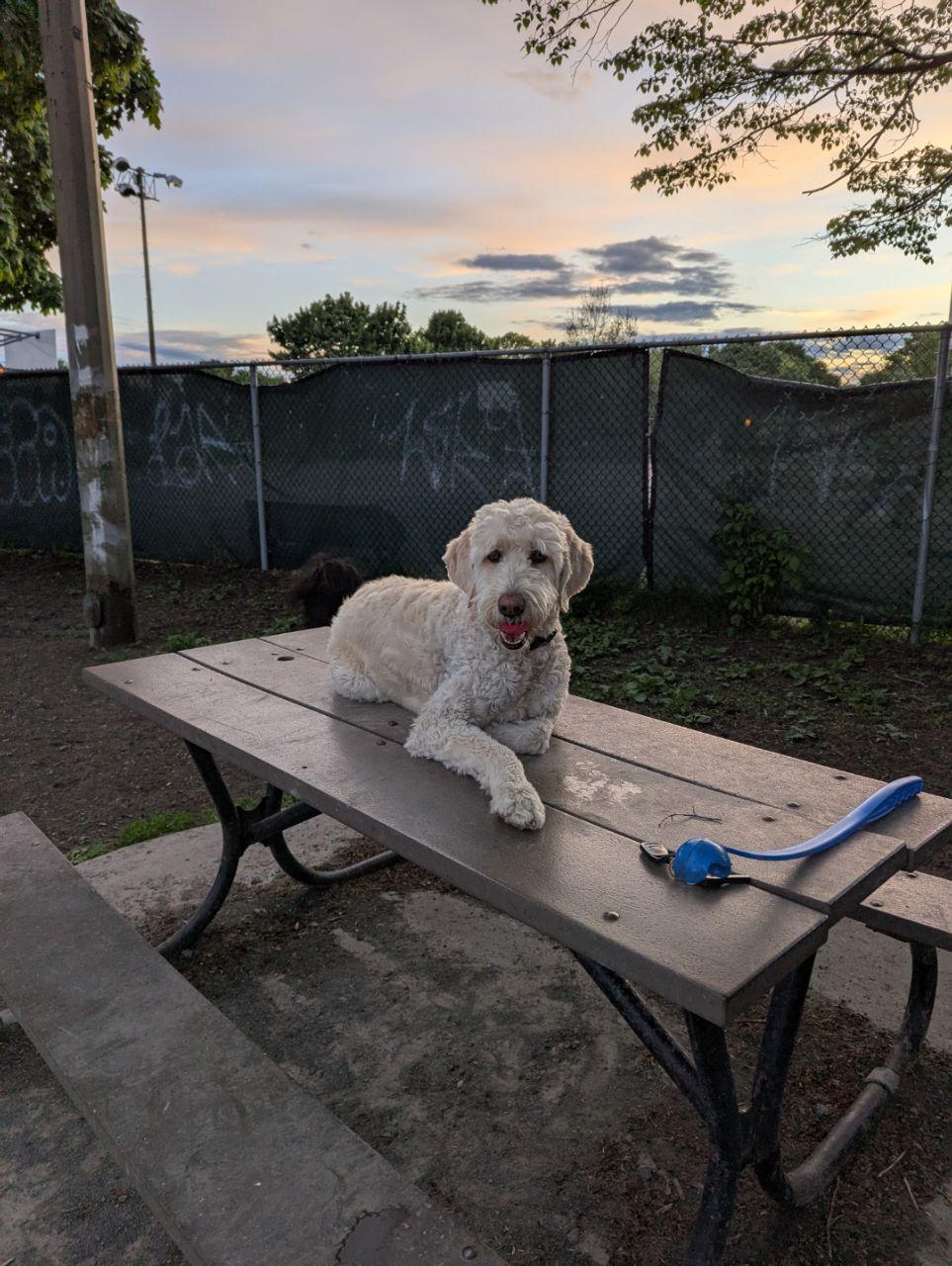 Image of Beaubien Dog Park park in Montreal, Quebec, Canada Image of Beaubien Dog Park park in montreal, quebec, canada