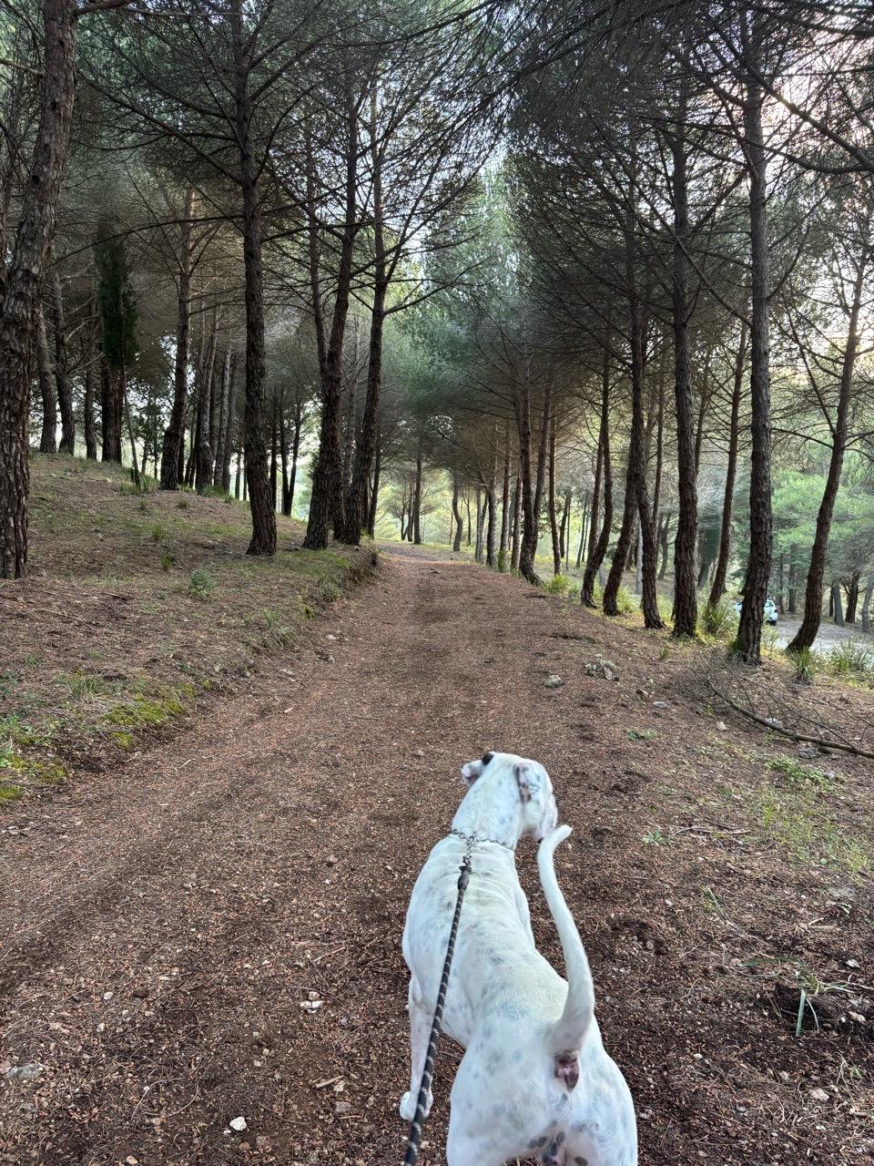 Image of Bosco di Santa Venera Carini Montelepre park in Giardinello, Sicily, Italy Image of Bosco di Santa Venera Carini Montelepre park in giardinello, sicily, italy