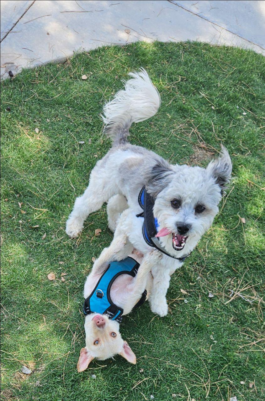 Image of Kiwanis Dog Park park in Tempe, Arizona, United States Image of Kiwanis Dog Park park in tempe, arizona, united-states