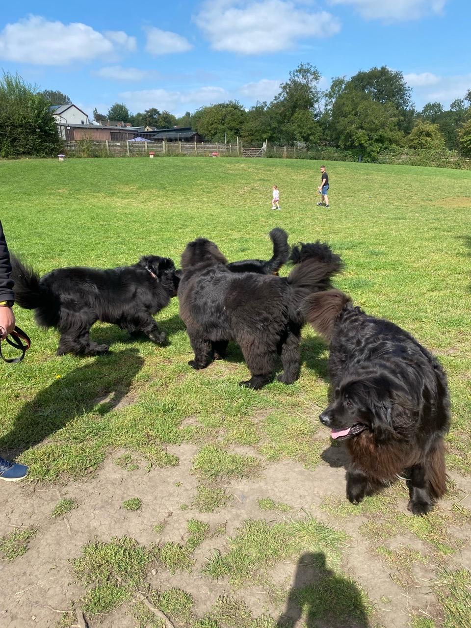 Image of The Pudsey Dog Park (Private) park in Leeds, England, United Kingdom Image of The Pudsey Dog Park (Private) park in leeds, england, united-kingdom