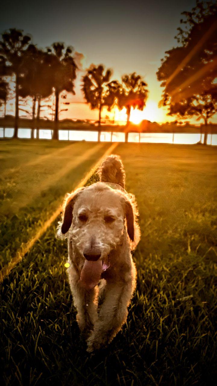 Image of Canine Cove at South County Regional Park park in Boca Raton, Florida, United States Image of Canine Cove at South County Regional Park park in boca-raton, florida, united-states