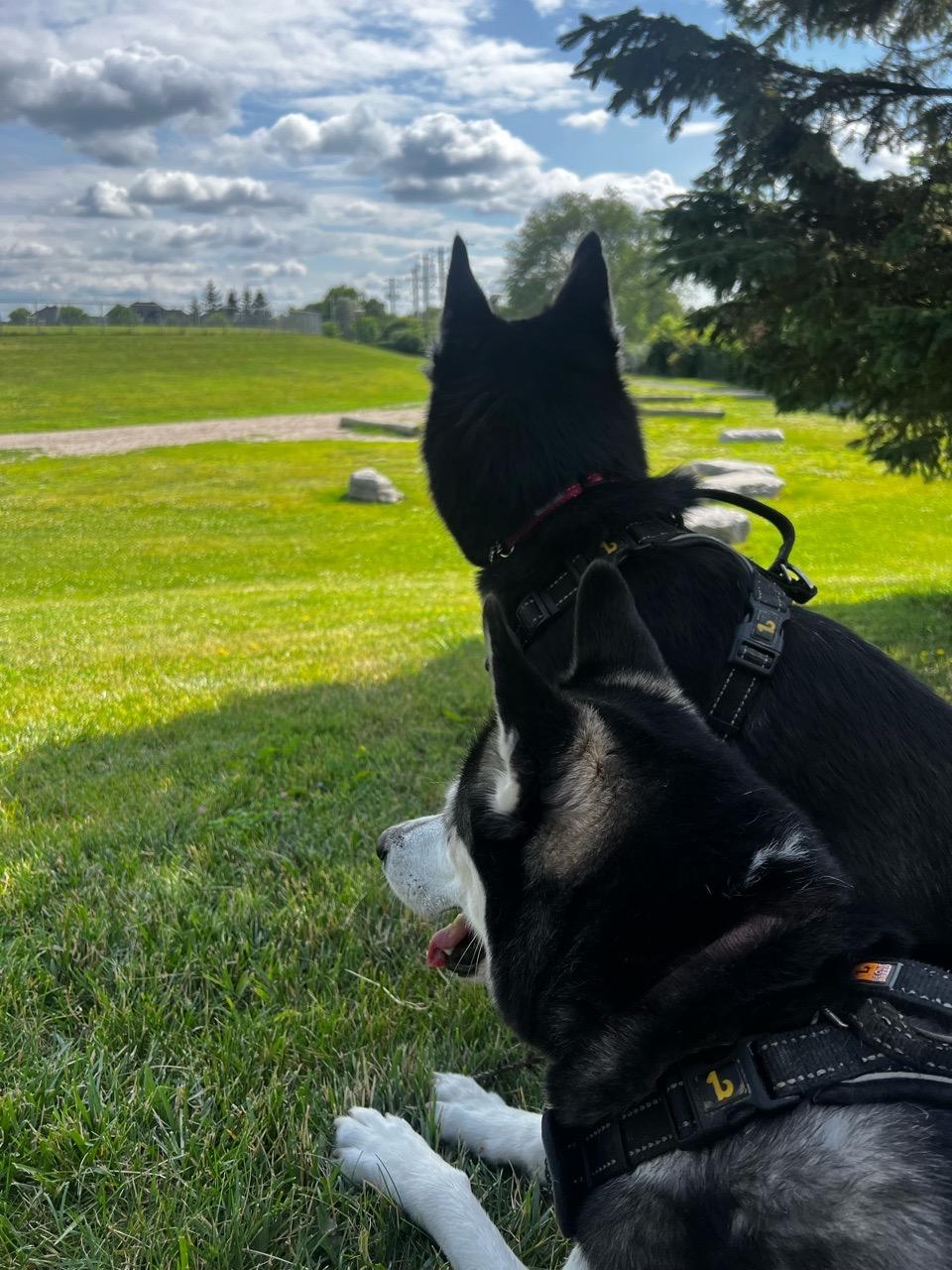 Image of Brossard Dog Park park in Brossard, Quebec, Canada Image of Brossard Dog Park park in brossard, quebec, canada