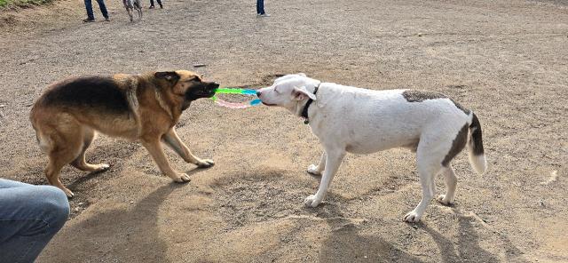 Image of Gabriel Dog Park - Summer park in Portland, Connecticut, United States Image of Gabriel Dog Park - Summer park in portland, connecticut, united-states