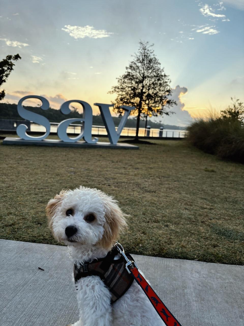 Image of Savannah Riverwalk park in Savannah, Georgia, United States Image of Savannah Riverwalk park in savannah, georgia, united-states