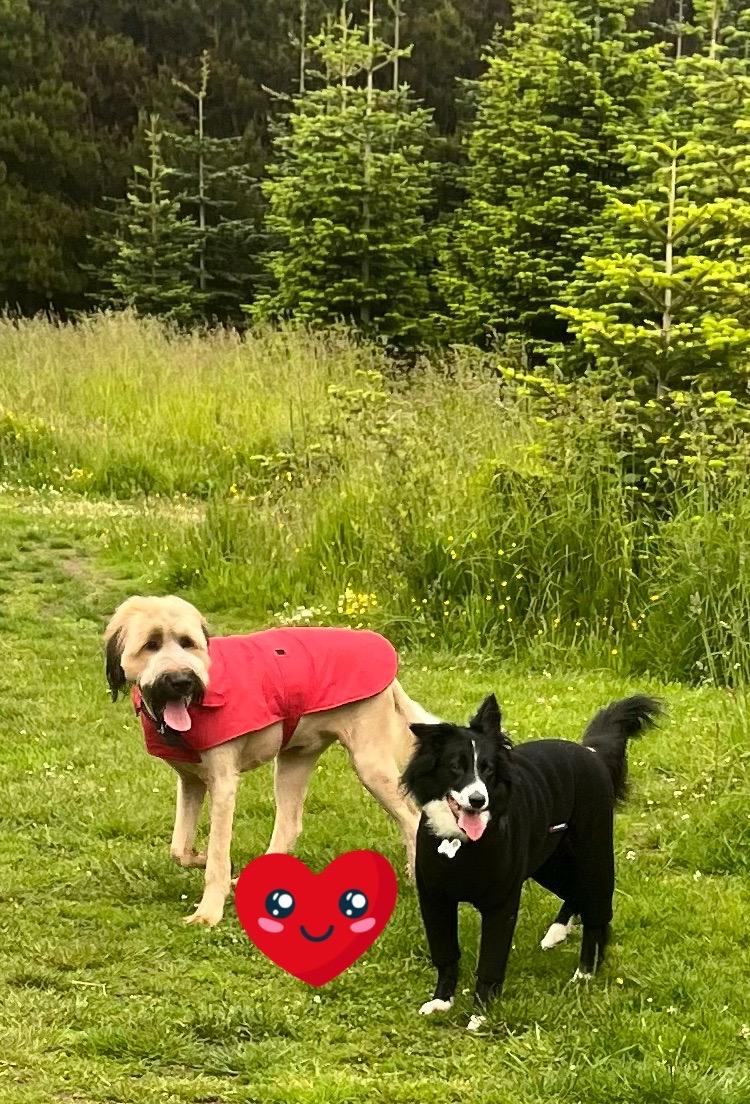 Image of Dee Dog Park at Church Farm park in Thurstaston, England, United Kingdom Image of Dee Dog Park at Church Farm park in thurstaston, england, united-kingdom