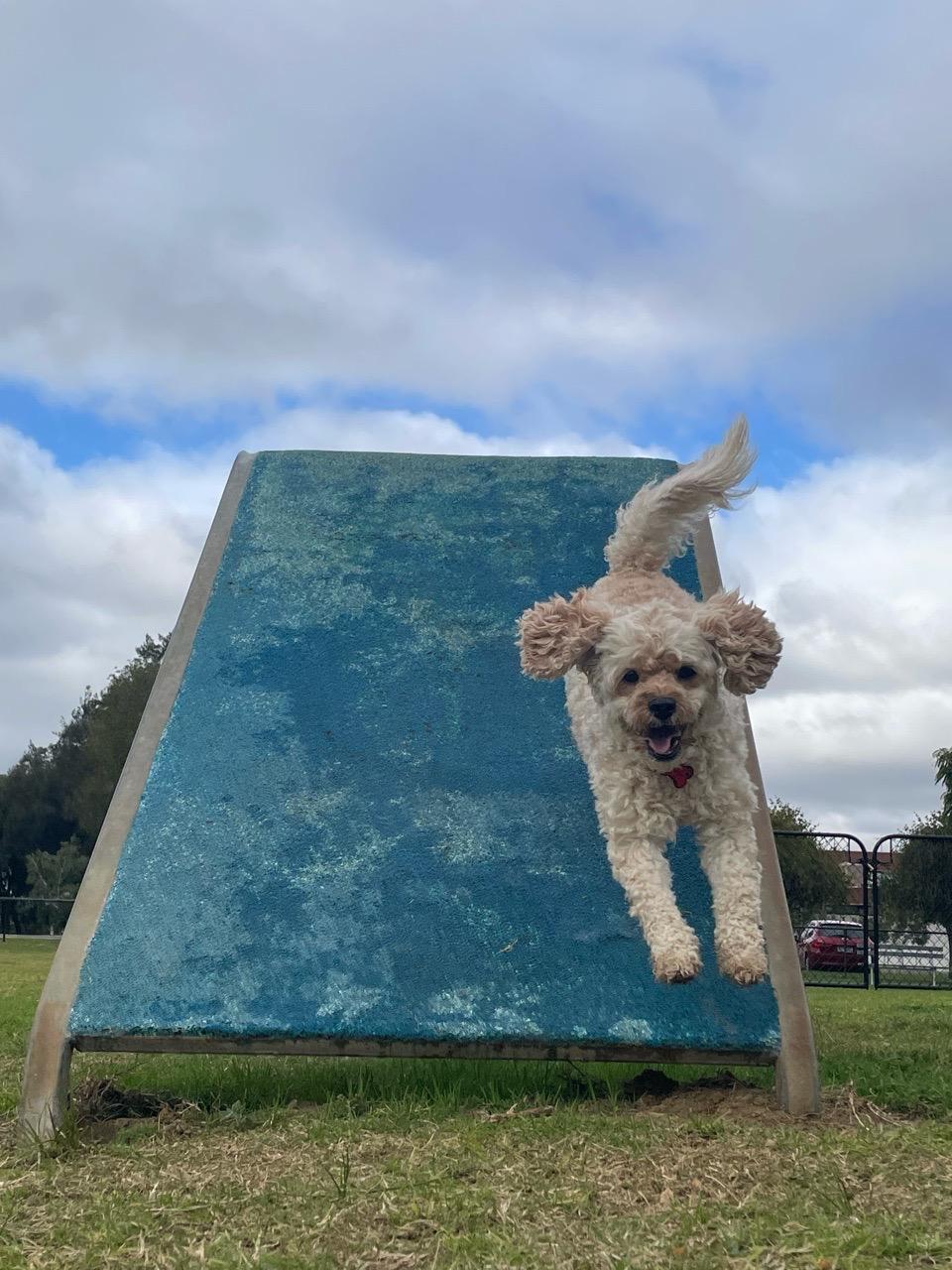 Image of Inglewood Dog Park park in City of Stirling, Western Australia, Australia Image of Inglewood Dog Park park in city-of-stirling, western-australia, australia