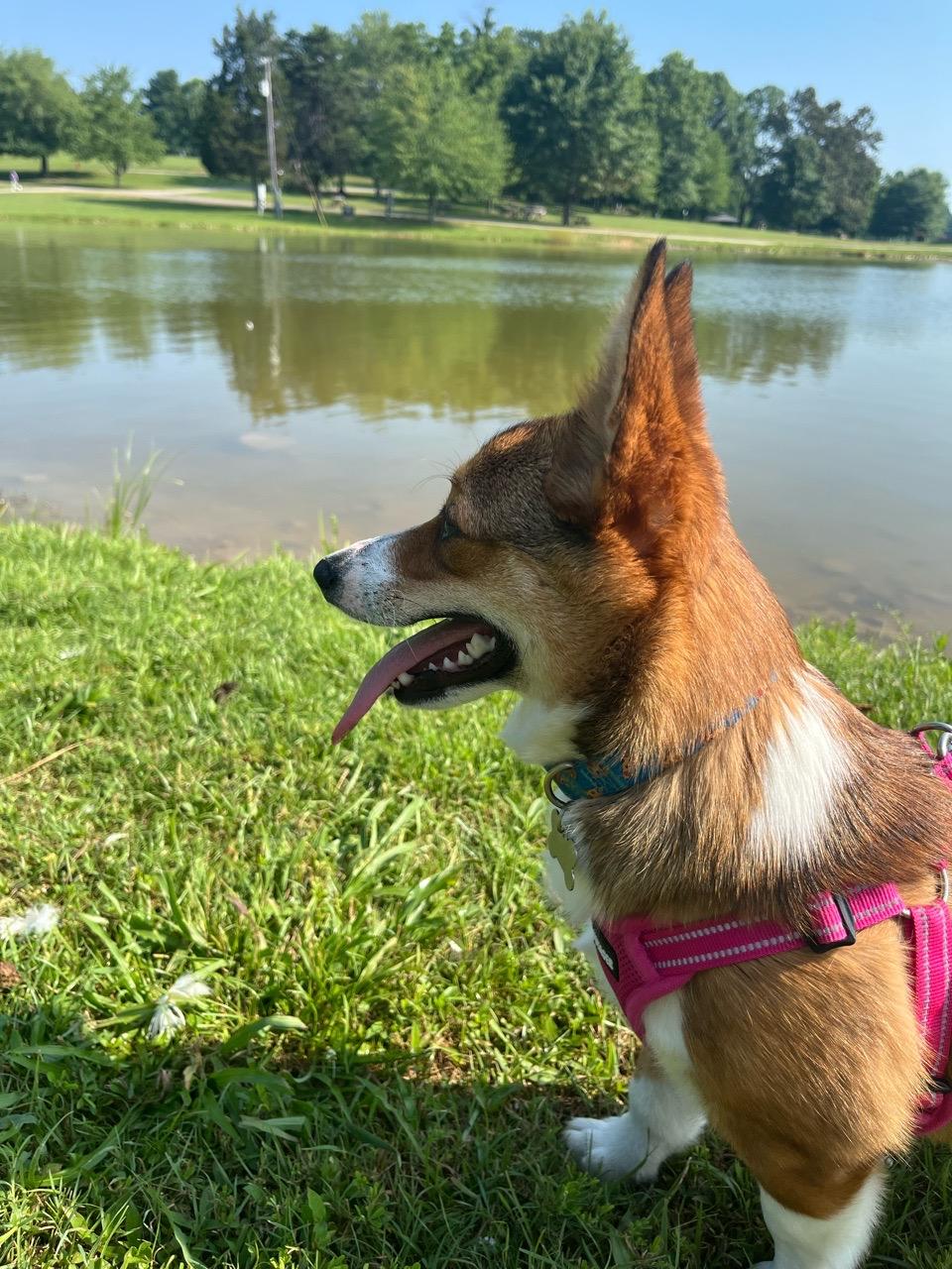 Image of Freeman Lake Park park in Elizabethtown, Kentucky, United States Image of Freeman Lake Park park in elizabethtown, kentucky, united-states