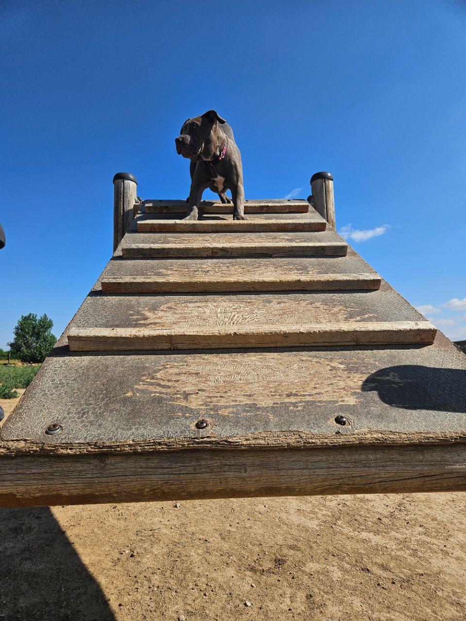 Image of Grandview Dog Park park in Aurora, Colorado, United States Image of Grandview Dog Park park in aurora, colorado, united-states