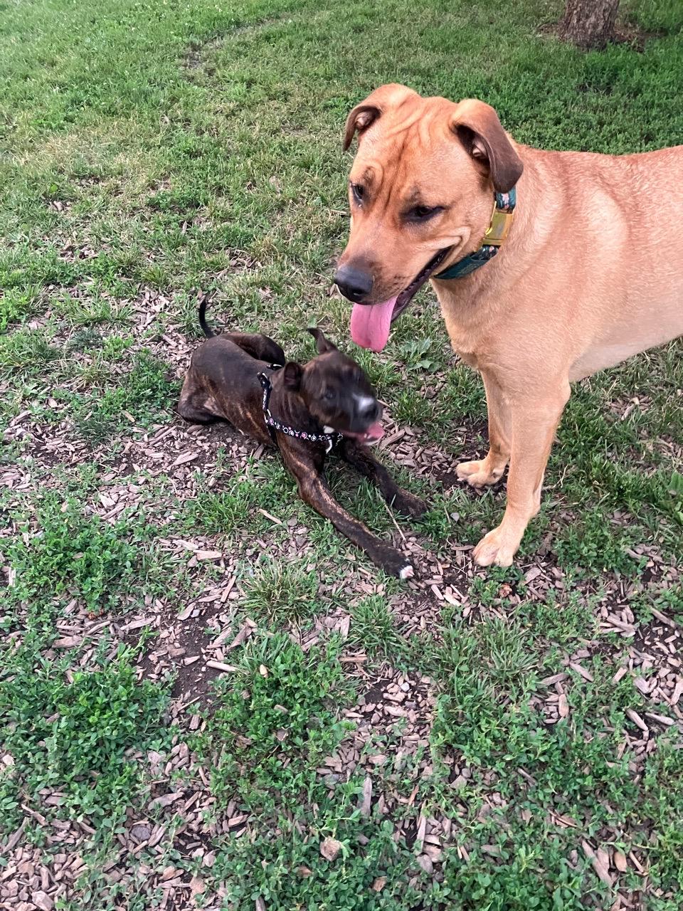 Image of Town of île-Perrot - Dog Park park in lile-perrot, quebec, canada