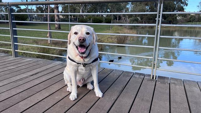 Image of Elsternwick Park Dog Off Leash Area park in Melbourne, Melbourne, Australia Image of Elsternwick Park Dog Off Leash Area park in melbourne, melbourne, australia