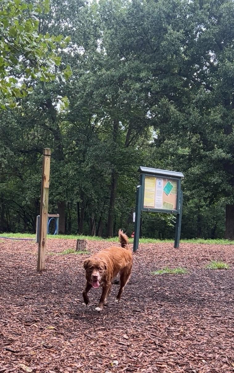 Image of Blue Springs Dog Park park in Blue Springs, Missouri, United States Image of Blue Springs Dog Park park in blue-springs, missouri, united-states