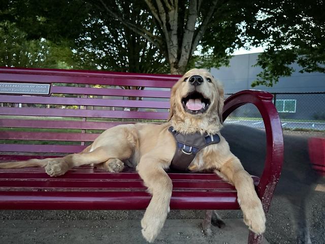 Image of Hondo Dog Park park in Hillsboro, Oregon, United States Image of Hondo Dog Park park in hillsboro, oregon, united-states