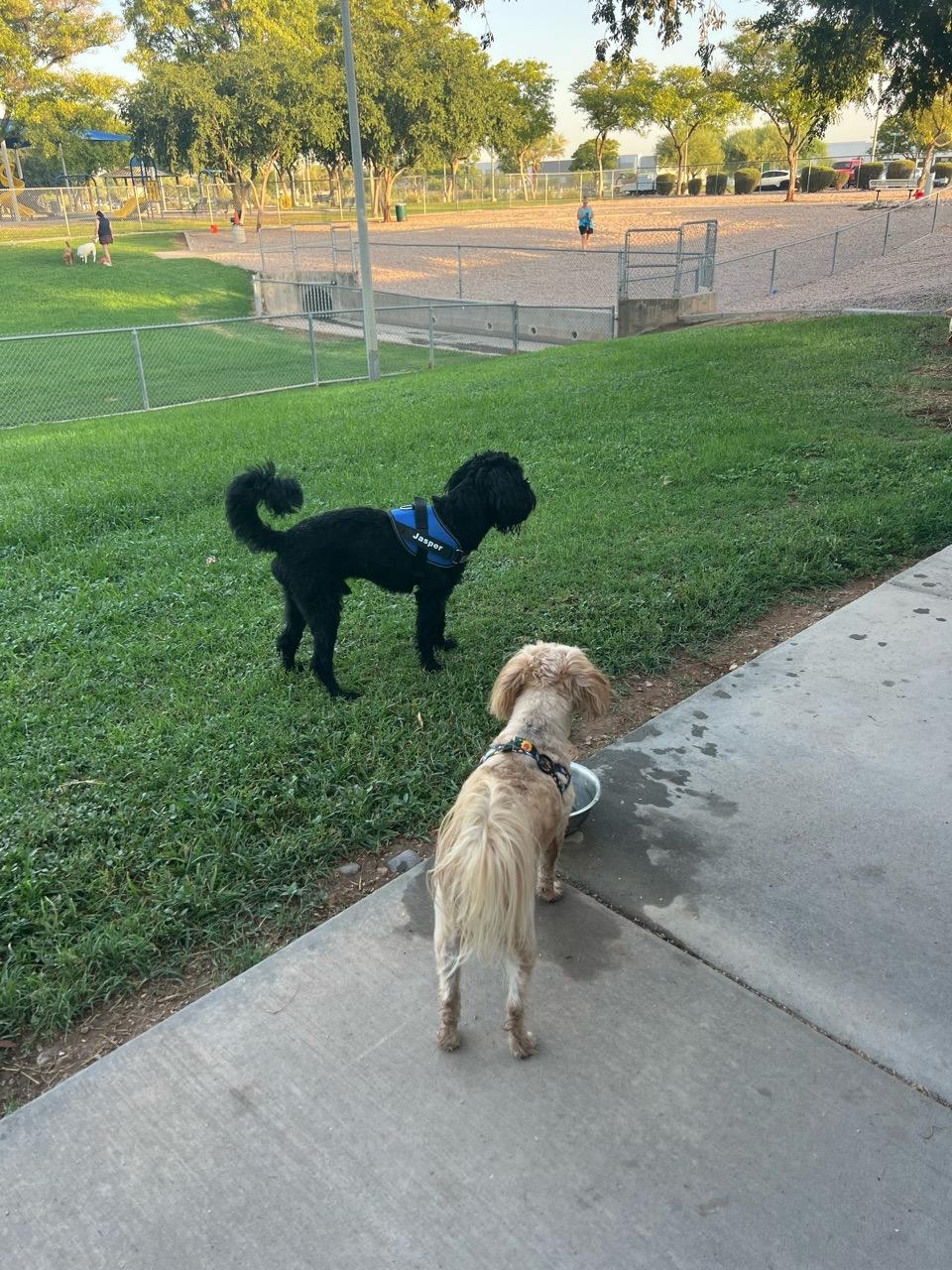 Image of Quail Run dog park park in Mesa, Arizona, United States Image of Quail Run dog park park in mesa, arizona, united-states