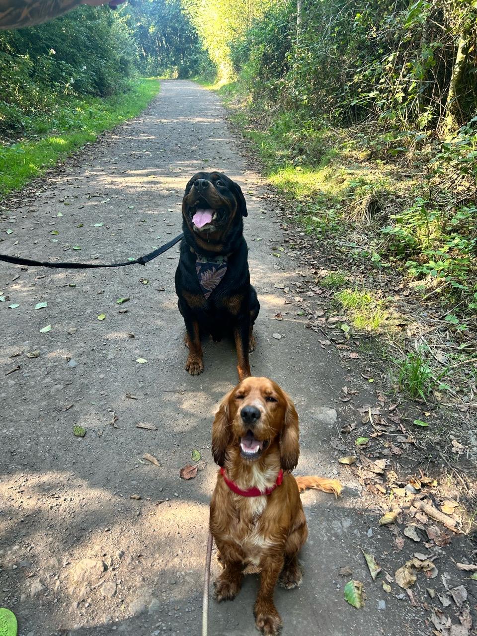 Image of Penllegaer Woods park in Swansea, Wales, United Kingdom Image of Penllegaer Woods park in swansea, wales, united-kingdom