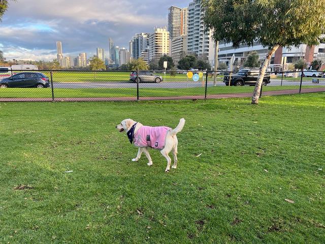 Image of Ozone Dog Agility Park park in City of Perth, Western Australia, Australia Image of Ozone Dog Agility Park park in city-of-perth, western-australia, australia