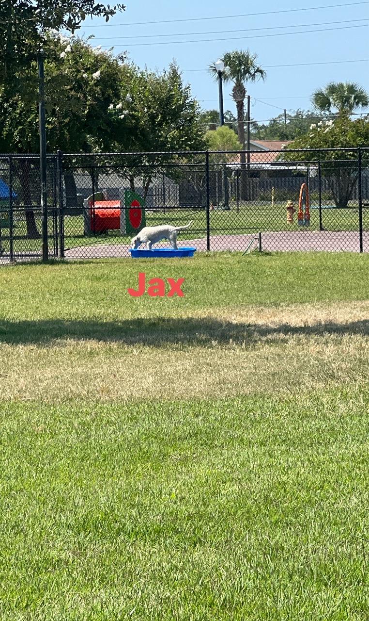 Image of Al Helms Dog Park park in Panama City, Florida, United States Image of Al Helms Dog Park park in panama-city, florida, united-states