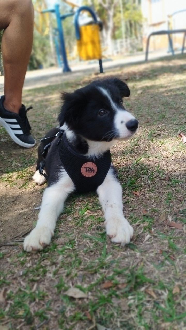 Image of Parque Regional da Criança Palhaço Estremilique park in santo-andre, sao-paulo, brazil
