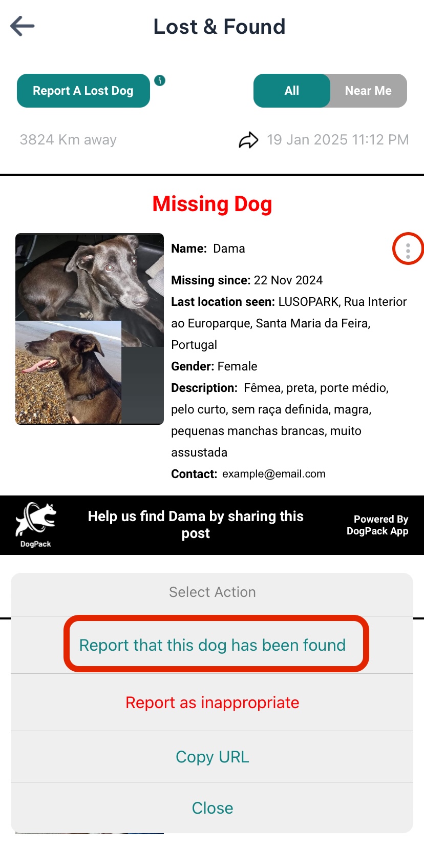 Report lost dog as found circled