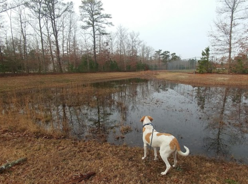 Bargaintown Park DogPack