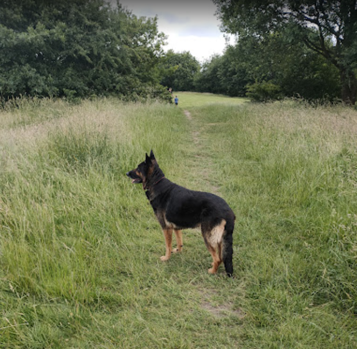 Seven Acres Country Park DogPack Seven Acres Country Park DogPack