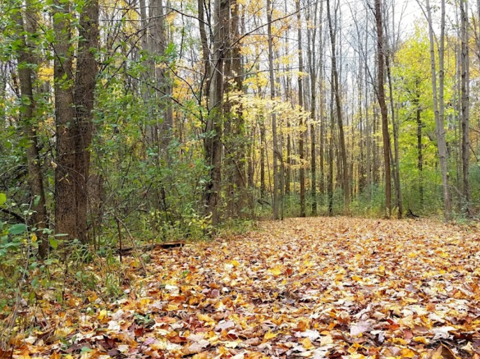 Best Dog Parks in Pigeon Falls, Wisconsin