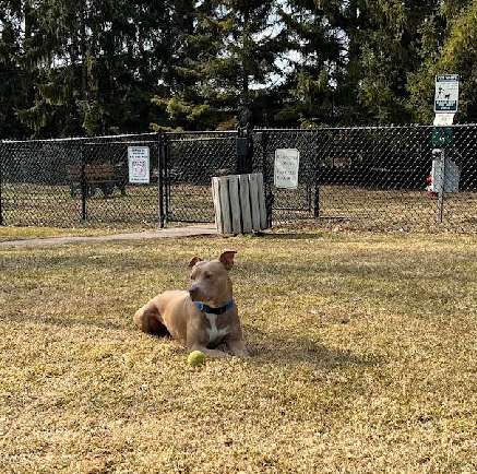 Image of Grosse Pointe Shores Dog Park park in Grosse Pointe Shores, Michigan, United States Image of Grosse Pointe Shores Dog Park park in grosse-pointe-shores, michigan, united-states