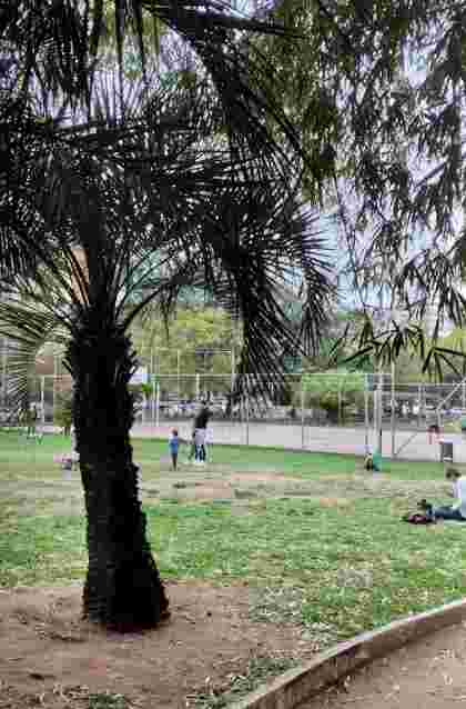 Image of Praça André Forster park in Porto Alegre, Rio Grande do Sul, Brazil Image of Praça André Forster park in porto-alegre, rio-grande-do-sul, brazil
