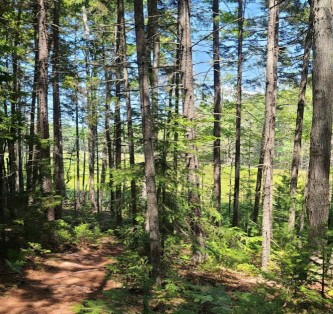Image of Cliff Trail park in Harpswell, Maine, United States Image of Cliff Trail park in harpswell, maine, united-states