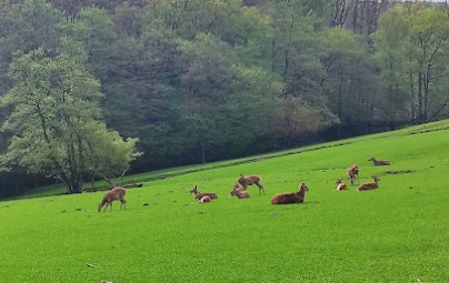 Image of Wildpark Völlinghausen park in Arnsberg, Nordrhein-Westfalen, Germany Image of Wildpark Völlinghausen park in arnsberg, nordrhein-westfalen, germany