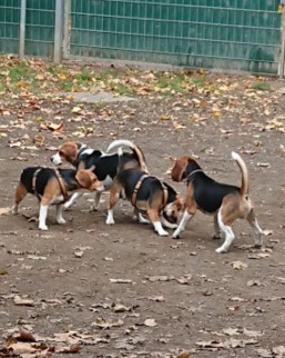 Image of Hundezone Fortuna Park park in Vienna, Wien, Austria Image of Hundezone Fortuna Park park in vienna, wien, austria