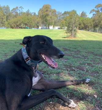 Image of Northmead Dog Park park in Sydney, New South Wales, Australia Image of Northmead Dog Park park in sydney, new-south-wales, australia