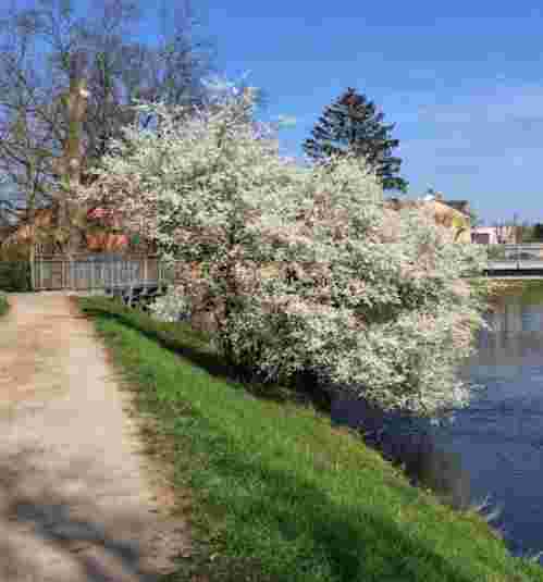 Image of Sossenheimer Unterfeld park in Frankfurt, Brandenburg, Germany Image of Sossenheimer Unterfeld park in frankfurt, brandenburg, germany