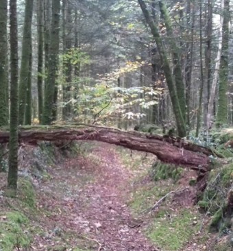 Image of Forêt de Trémelin park in Inzinzac-Lochrist, Brittany, France Image of Forêt de Trémelin park in inzinzac-lochrist, brittany, france