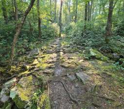 Image of Weetamoo Woods & Pardon Gray Preserve park in Tiverton, Rhode Island, United States Image of Weetamoo Woods & Pardon Gray Preserve park in tiverton, rhode-island, united-states