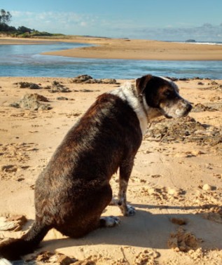 Image of Moonee Beach Dog Area park in Coffs Harbour, New South Wales, Australia Image of Moonee Beach Dog Area park in coffs-harbour, new-south-wales, australia